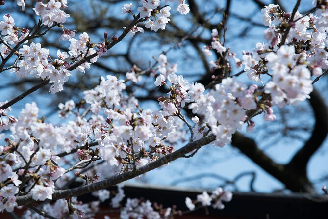 Tokyo City Cherry Blossom Private Sightseeing Tour - Highlights of the Tour