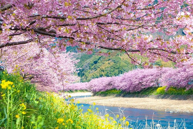 Tokyo Kawazu Sakura Festival With Scenic Train and Pick up - Exploring the Kawazu Sakura Festival