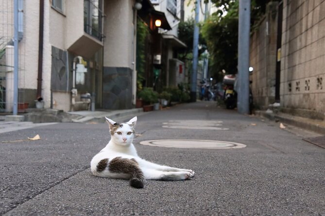 Tokyo Walking Tour of Historic Shopping Streets Yanaka - Preparing for the Weather and Accessibility