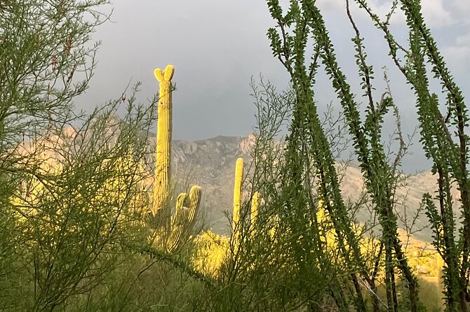 Tombstone & San Xavier, How the West Was Won! - Taking in the Vibrant Atmosphere of Tombstone