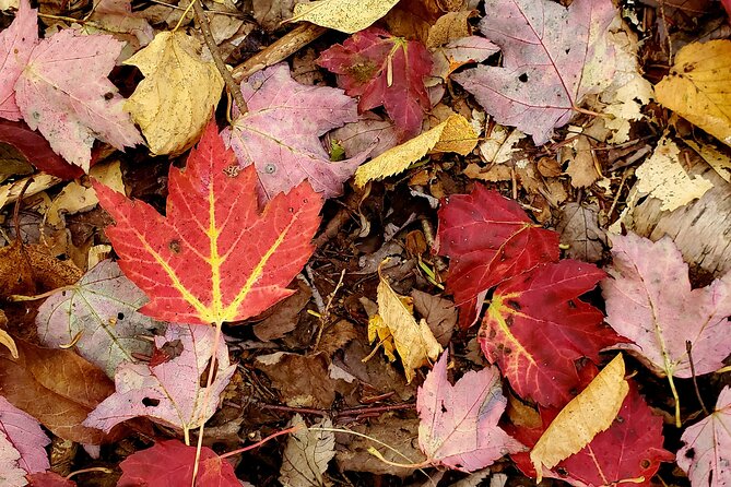 Transformative Forest Immersion: A Mindful Journey for Inner Calm - Amenities to Enhance Your Experience