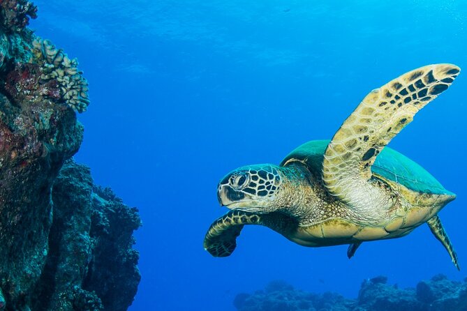 Try Scuba Diving on Kaua'I With Sea Turtles - Booking and Cancellation Policy