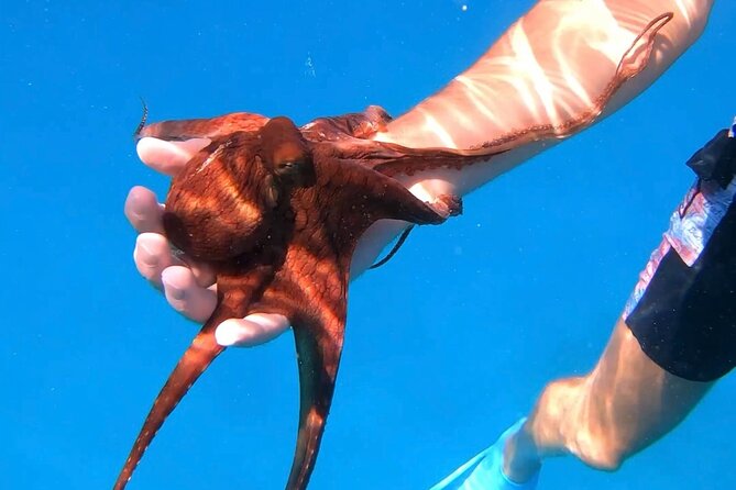 Turtle Canyon Snorkel From Waikiki (Turtles GUARANTEED!) - Guaranteed Turtle Sightings