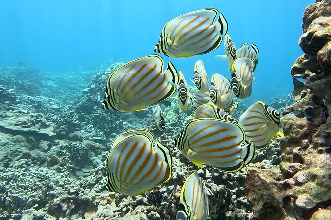 Unlimited Guided Snorkeling Tour for Beginners Plus - What to Expect During the Tour