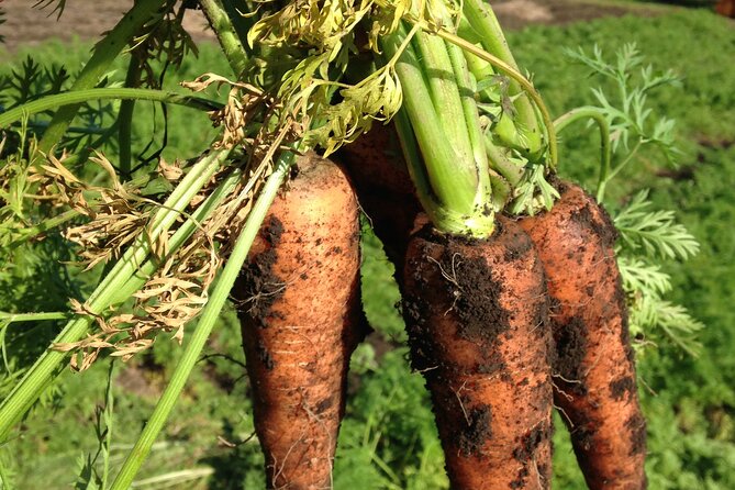 Vegetable Harvesting and Food Culture Experience in Yamada Town - Accessibility and Health Considerations