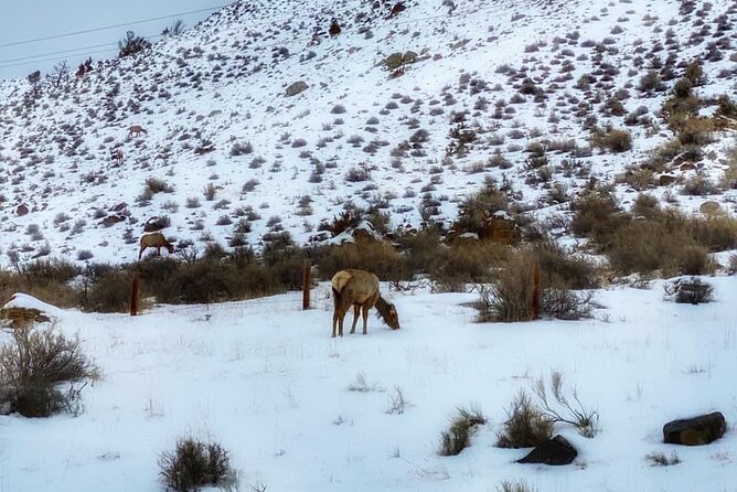 VIP Private North Yellowstone National Park Winter Excursion - Wildlife Sightings in Yellowstone