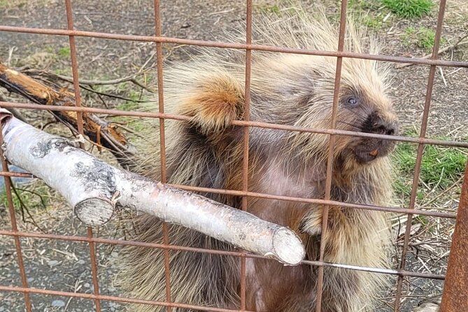 VIP Tour From Anchorage to Alaska Wildlife Conservation Center - Exploring the Alaska Wildlife Conservation Center