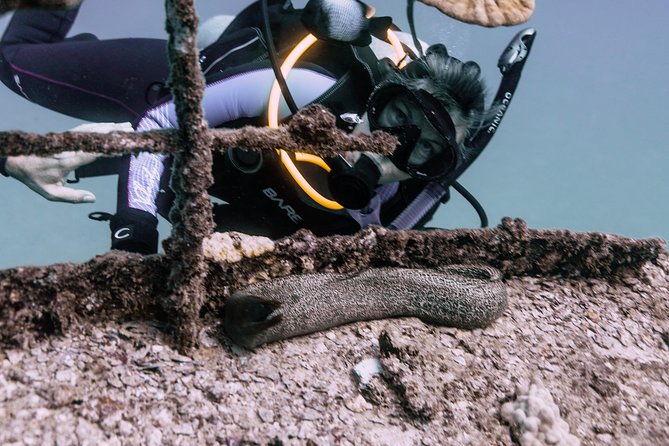 Waikiki 2 Tank World Class Wreck SCUBA Diving - Certified Only - Reef Dive Along Waikiki Shores