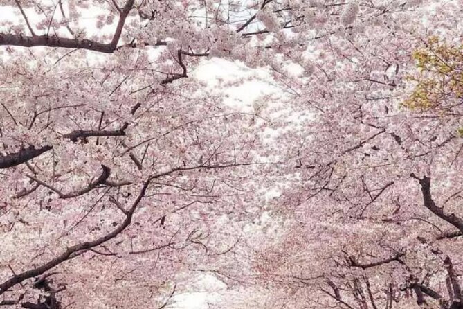 Washington D.C. Cherry Blossom 1-Day Tour From New York - What to Bring on the Tour