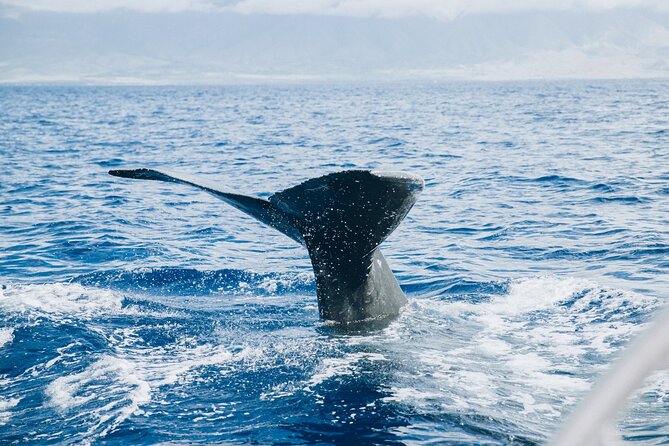 West Maui Snorkel & Sail From Maalaea Harbor - Dining and Refreshments on Board