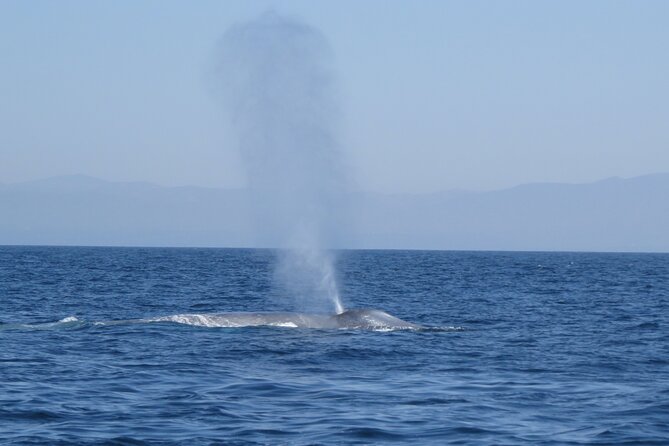 Whale and Dolphin Watching in San Diego - Marine Life Sightings