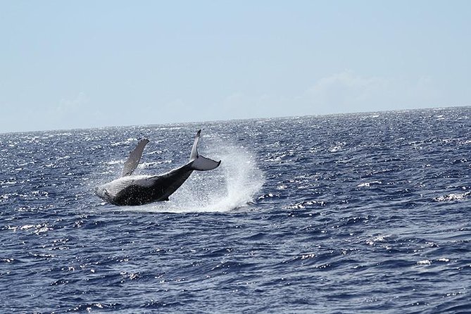 Whale Watch Cruise Aboard The Majestic by Atlantis Cruises - Expert Naturalist Commentary