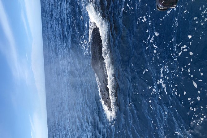 Whale Watching Experience - Whale Behavior and Habitat