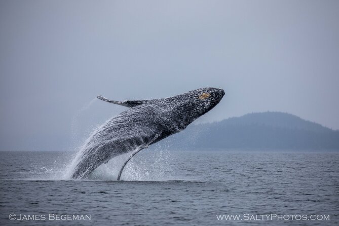 Whale-Watching, Icy Point, Hoonah , Whales, Orca, Killer-Whales. - Accessibility and Participation Guidelines