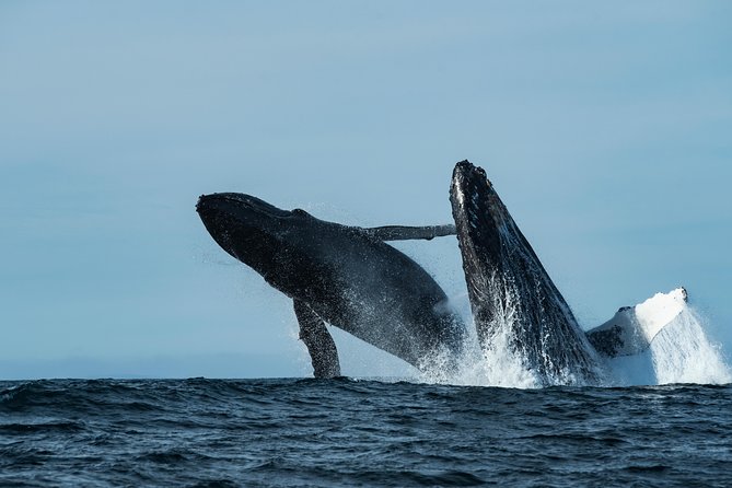 Whale Watching Monterey Bay Semi-Private Limited to 6 People Max - Booking Information and Pricing