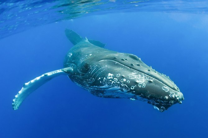 Whalewatch Deluxe Tour From Maalaea Harbor - Crew and Insights