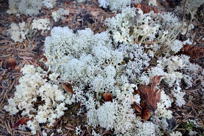 Winter Valley and Forest Hike - Highlights of the Winter Valley and Forest