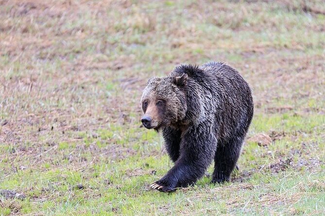 Yellowstone & Grand Teton Natl Parks Day Tour - Private Tour - Meeting Point and Start Time