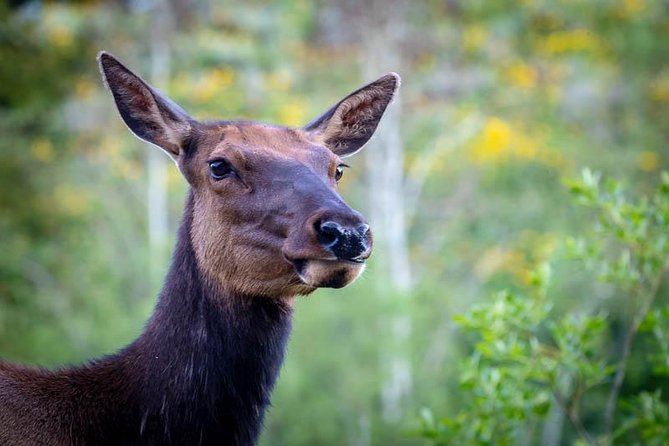 Yellowstone National Park Group Tour - Highlights of the Tour