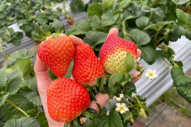 YokaBus 2 Hour Strawberry Feast Healthy Lunch Sakura Dyeing Tour - Cancellation and Booking Policies