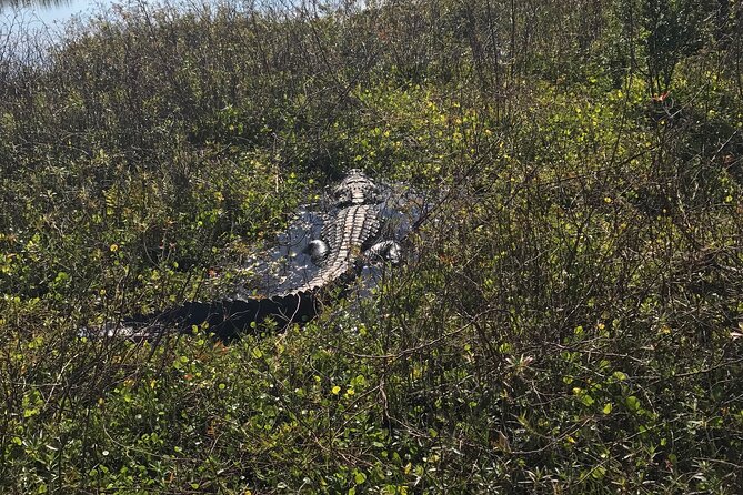 1 Hour Everglades Airboat Tour Central Florida - Personalized Small-Group Experience