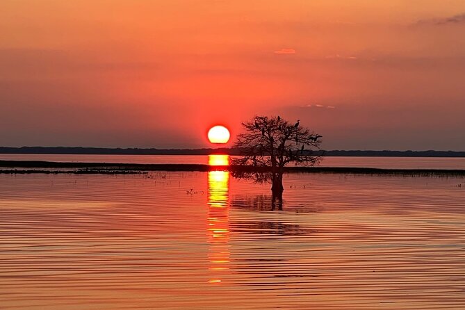 1-Hour Sunset Airboat Ride Near Orlando - Spotting Unique Wildlife