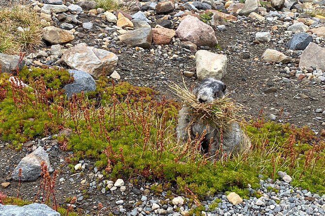 2 Day Mt Rainier All-Inclusive Small Group Tour - The Sum Up