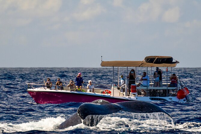 2 Hour Lahaina Sunrise Whale Watch - Highlights of the Tour