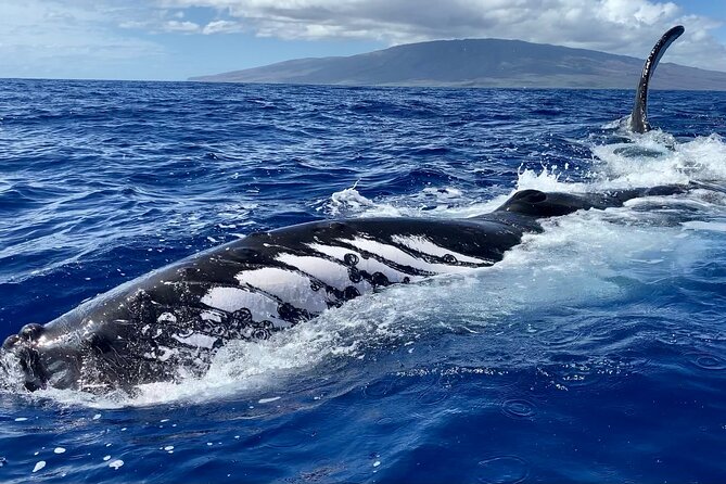 2 Hour Prime Time Maui Whale Watching - Payment and Price