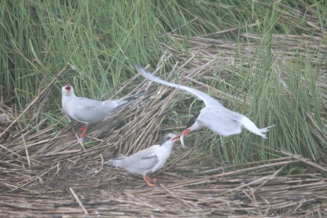 2-Hour Sunset Safari Eco Cruise From Cape May - What to Expect on the Cruise