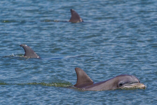 2 Hours Dolphin Eco Tour - Exploring the Marine Life