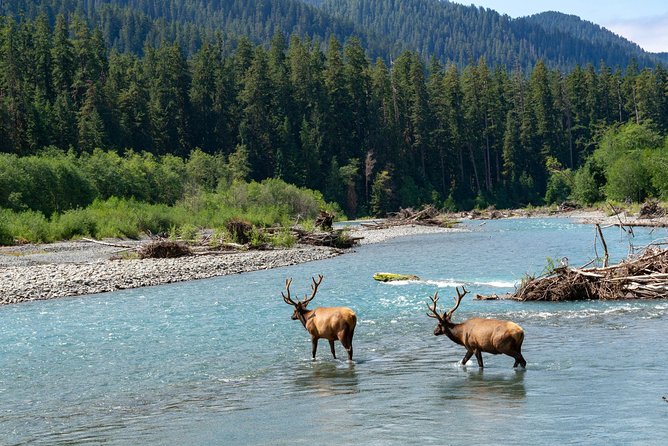 3 Days in Olympic National Park From Seattle: Silent Forest - Hoh Rainforest - Customer Reviews and Feedback