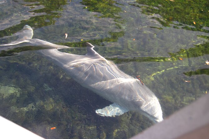 3 Hour See Crystal River Wildlife Safari Boat Cruise - Booking Information and Cancellation Policy