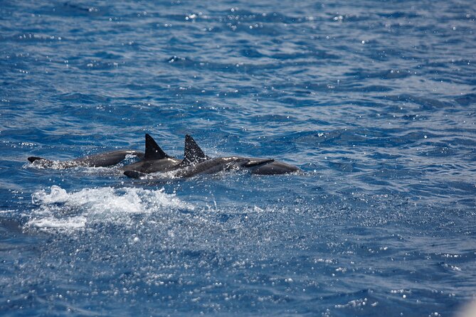 3-Hour Small-Group Maalaea Luxury Snorkel Cruise Tour - Exploring Maalaea Harbor