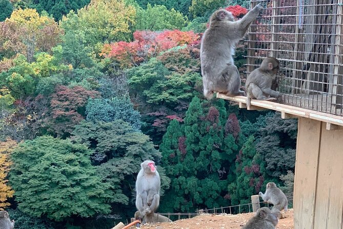 4 Hours Arashiyama and Arashiyama Monkey Park Tour - Getting to the Monkey Park