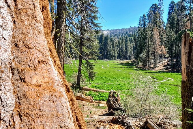 5 Star Rated Winter Private Tour in Sequoia - Price and Payment Options