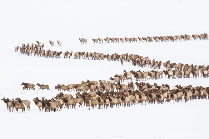 8 Hour Combination Snowshoe & Wildlife Viewing in Grand Teton National Park - Exploring the Winter Wonderland