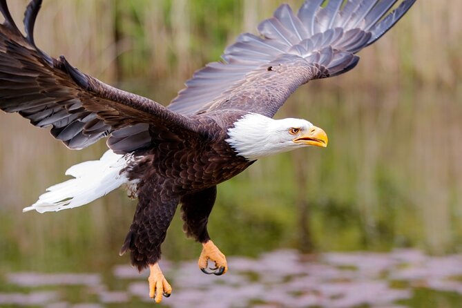 Alaska Wildlife Safari and Sightseeing Tour - Customer Reviews and Ratings