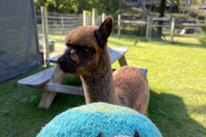 Alpaca and Llama Encounter With Guided Walk - The Sum Up