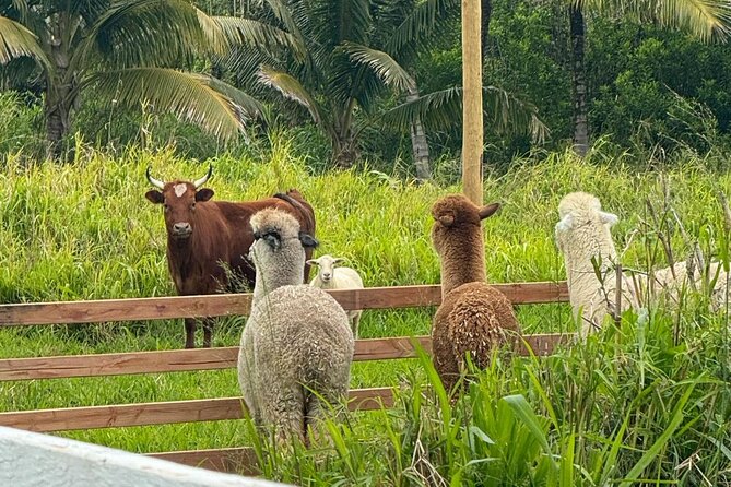 Alpaca Farm Experience on the Road to Hana - Customer Reviews and Ratings