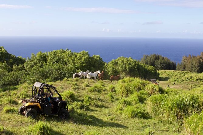 ATV Ranch Ride Big Island Hawaii - Interacting With the Cattle Herd and Wild Horses