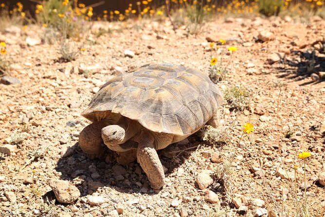 Audio Driving Tour: Grand Canyon West, Hoover Dam Red Rock Canyon - Visiting Hoover Dam