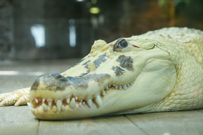 Audubon Aquarium & Insectarium Ticket - Tips for a Smooth Visit