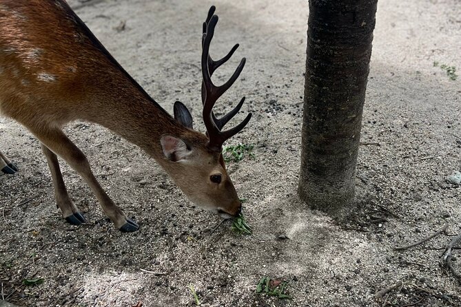 Beautiful Hiroshima, Peace Park and Miyajima Island - Navigating the Tours Accessibility