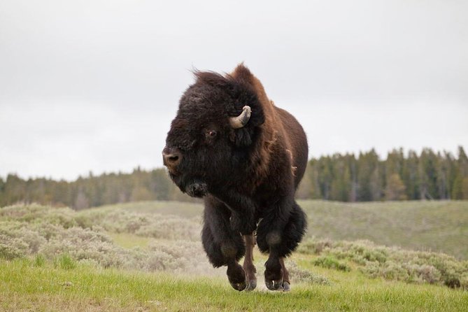 Best of Yellowstone Private National Park Safari Tour - Spotting Wildlife in Yellowstone