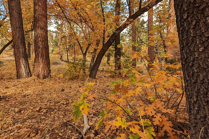 Big Bear Fall Colors Hiking Tour in Southern California - Reviews and Testimonials