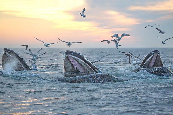 Boston Whale Watching Cruise by High-Speed Catamaran - Customer Feedback and Experiences