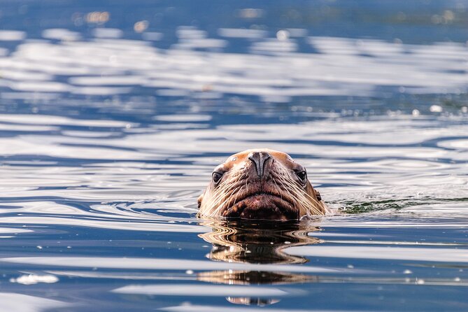 Chilkoot Lake Kayaking - Departing From Skagway - Wildlife Spotting Opportunities