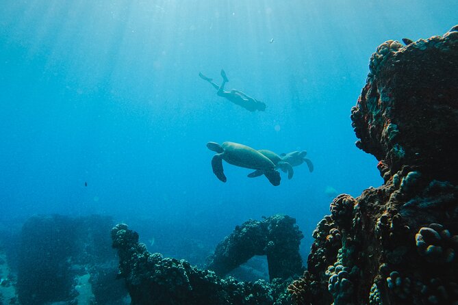 Coral Gardens Snorkel & Whale Watch - Traveler Reviews and Ratings