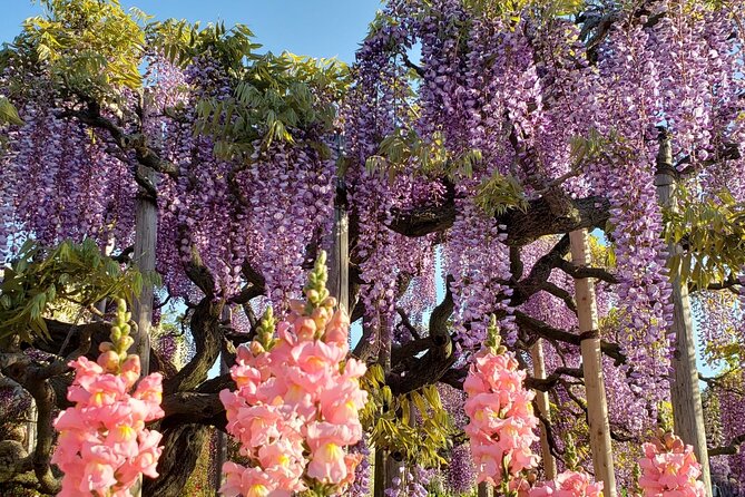 Day Trip Ashikaga Flower Park by Private Car From Tokyo - Lunch